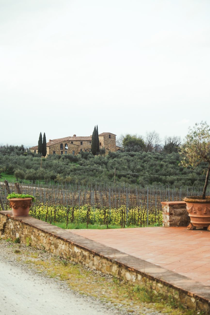 Terracotta pots and sunlit olive grove in Italy